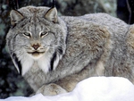 canadian lynx