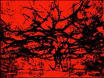 Tree and Red Sky