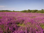 Fields Of Purple Heath