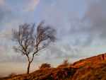 Tree Beacon Hill