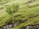 Dovedale Windswept Tree