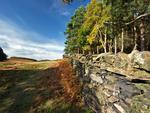 Stone Wall And Trees