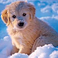 snow puppy