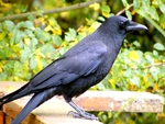crow