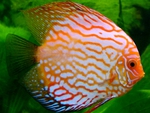discus fish