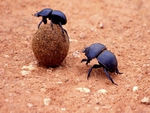dung beetles