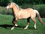 Bundy the Palomino Quarter Horse