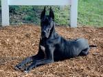 great dane