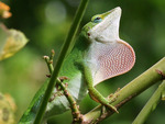 green lizard