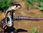 indian cobra