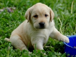 labrador puppy