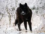 Snowy black wolf