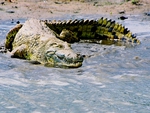 nile crocodile 2