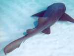 nurse shark