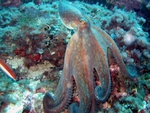 octopus