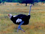ostrich