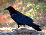 raven