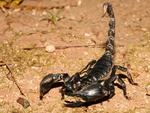 scorpion
