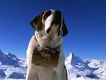 saint bernard