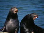 sea lions