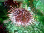 sear urchin