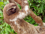 sloth