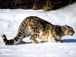snow leopard