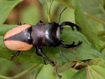 stag beetle