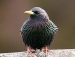 starling