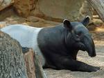 tapir