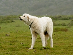 turkish akbash dog 