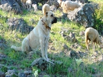turkish kangal dog