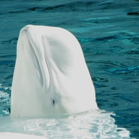 white whale