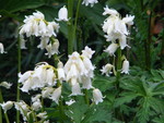 White bluebells?