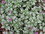 Groundcover