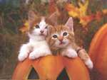 Pumkin Kittens
