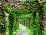Rose Canopy