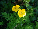 fully opened yellow poppy, 
