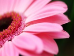 Big Pink Daisy. jpg