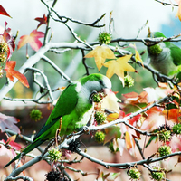 street parrots