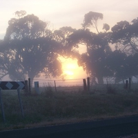 Light through the Trees