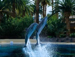 dolphin show off