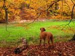 Fall Rhodesian Ridgeback
