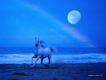 moonlight arabian stallion
