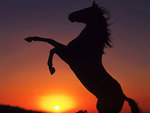 Horse in the sunset