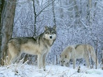 Wolves in snow