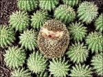 Hedgehog