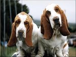 Basset Twins