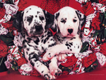 Dalmatians