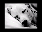 Sleeping Dalmatian